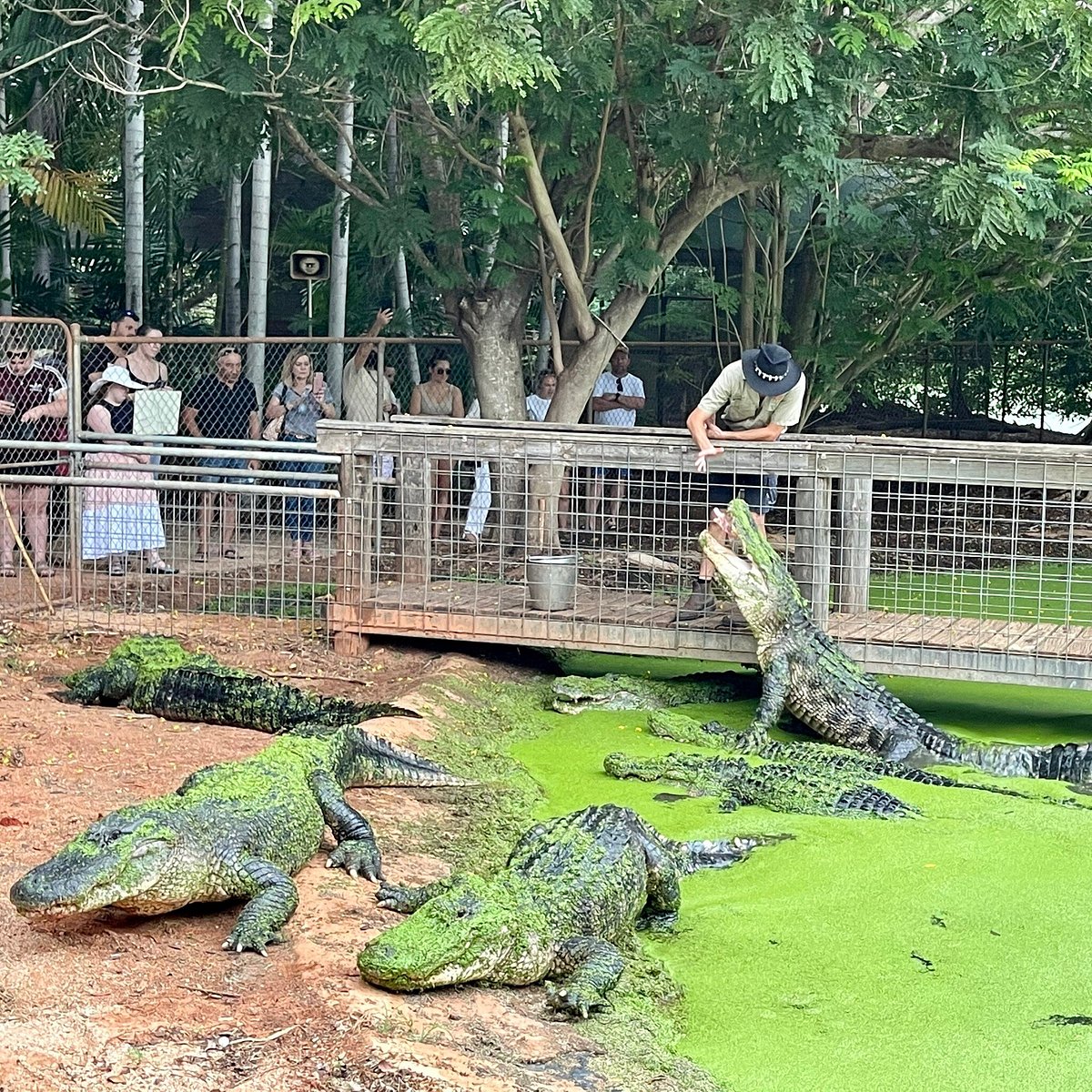 Crocodile Park 